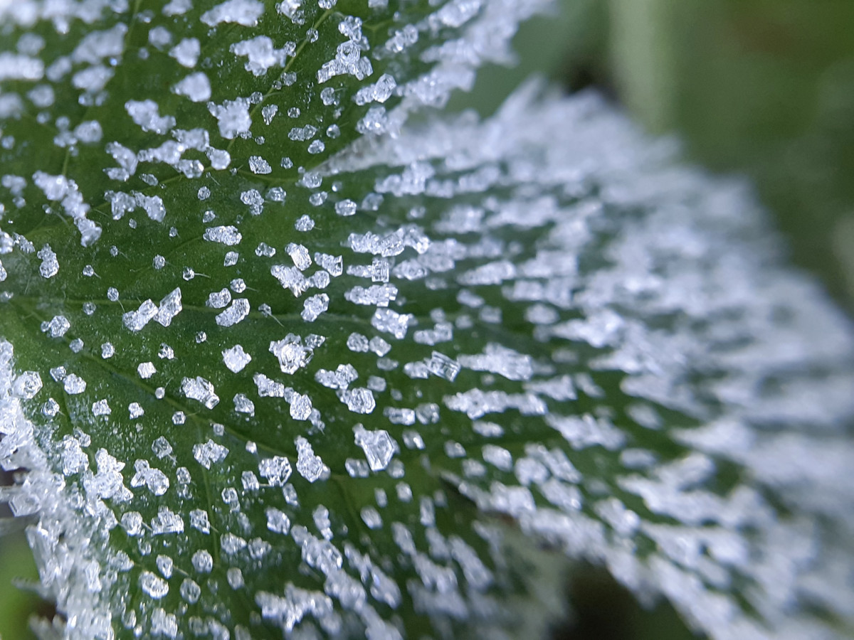 Photo of ice crystals on leaf in Moreton Wood