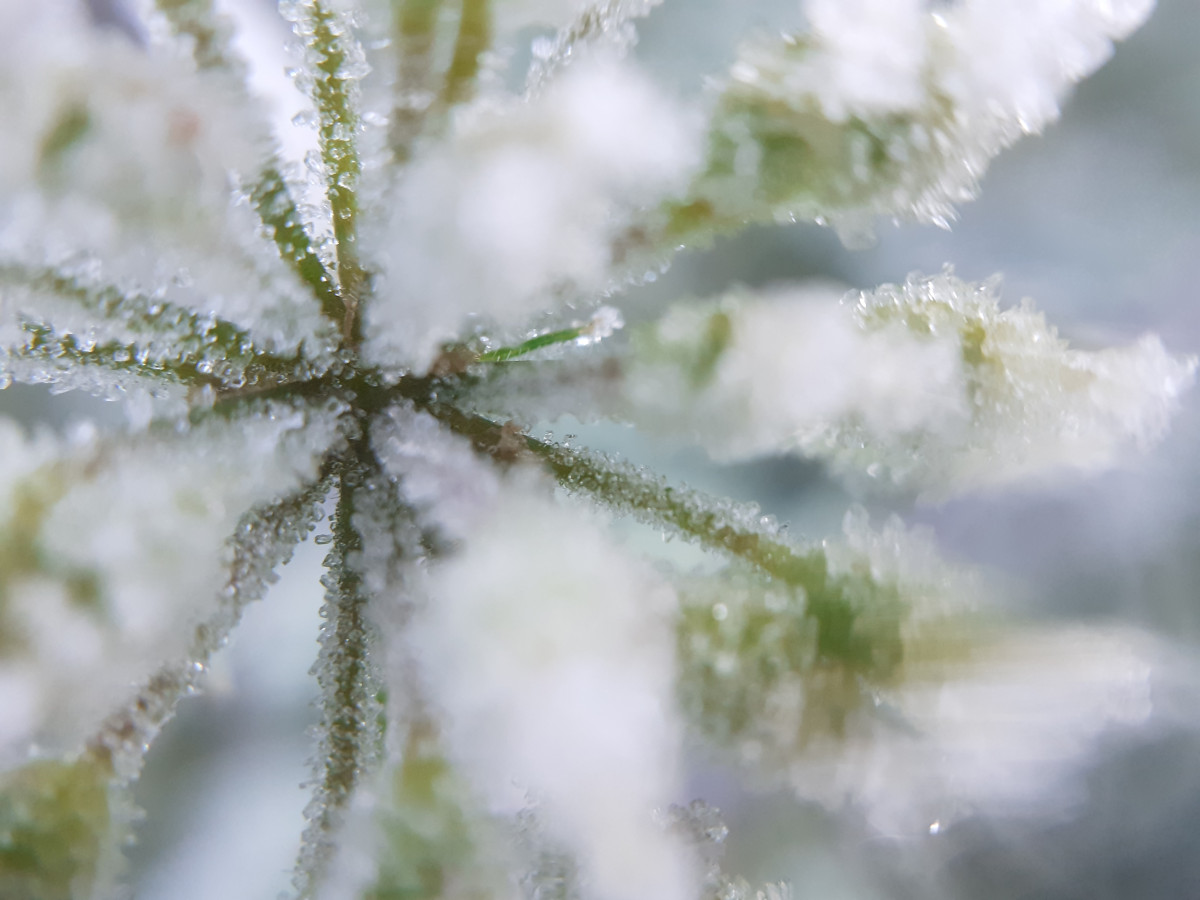 Photo of frost on umbelllifer in Moreton Wood